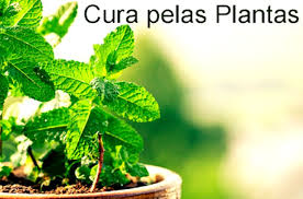 A saúde brota da Natureza